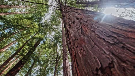 Muir-Woods-Mirando-Hacia-Un-árbol-Con-La-Luz-Del-Sol-Brillando-Hacia-Abajo,-Cerca-De-La-Corteza-Del-árbol,-California,-Estados-Unidos