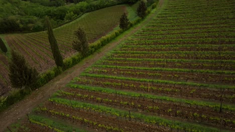 4k-Drone-Shot-of-Tuscan-vineyards-along-the-paths-of-the-countryside