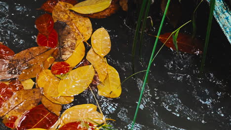 Morning-Rain-Creates-Reflective-Puddles-Adorned-with-Golden-Leaves
