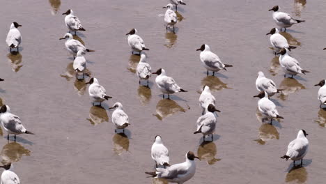 Una-Colonia-De-Gaviotas-Disfruta-De-La-Brisa-Marina-En-La-Playa