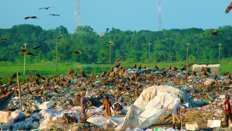 People,-Eagle-And-Black-Kite-Birds-In-Landfill-Dump-Site---Wide-Shot