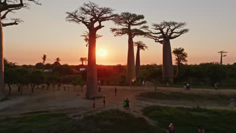 Tourists-visiting-Avenue-of-the-Baobabs-to-see-unique-endemic-Baobab-trees-in-Madagascar-at-sunset