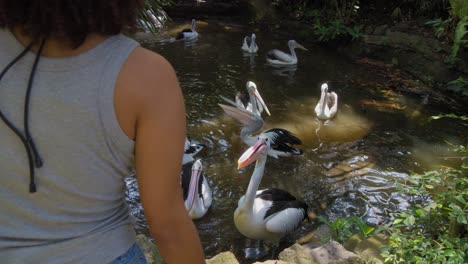 Eine-Frau-Wirft-Den-Im-Teich-Schwimmenden-Pelikanen-Einen-Fisch-Zu