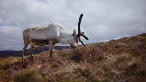 Male-Reindeer-grazing-in-the-Cairngorms-National-Park,-Scotland-on-a-cloudy-day,-low-angle-shot