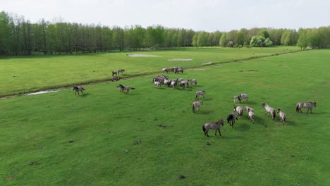 Wildpferde-Und-Auroxen-Kühe-Laufen-Auf-Dem-Feld-Des-Pape-Nationalparks,-Lettland