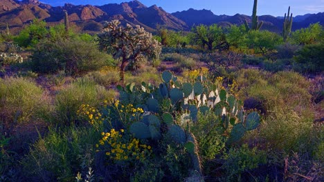 Inclinación-Lenta,-Amanecer-Sobre-Cactus-En-El-Cañón-Sabino,-Bosque-Nacional-Coronado
