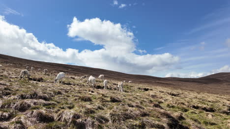 Renos-Pastando-En-El-Parque-Nacional-De-Cairngorms,-Escocia,-Bajo-Un-Vasto-Cielo-Azul-Con-Nubes-Dispersas