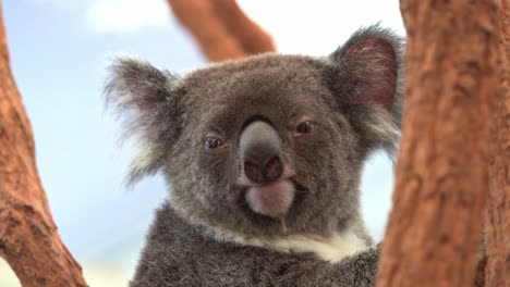 Un-Lindo-Koala-Del-Sur,-Phascolarctos-Cinereus-Victor,-Sentado-En-La-Bifurcación-De-Un-árbol,-Girando-La-Cabeza-Para-Mirar-A-La-Cámara,-Primer-Plano-De-Una-Especie-Nativa-De-Vida-Silvestre-Australiana