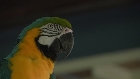 Close-up-of-Blue-and-yellow-macaw-head.-Static-shot