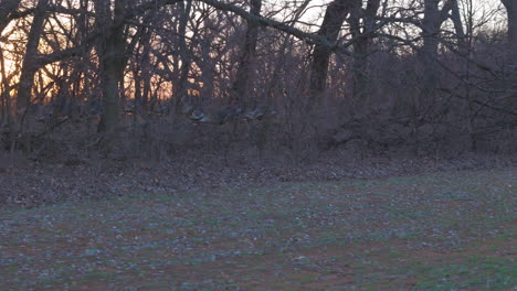 Large-Flock-of-Wild-Turkeys-in-thicket-with-Sunset-Tracking-with-them-Left-to-Right