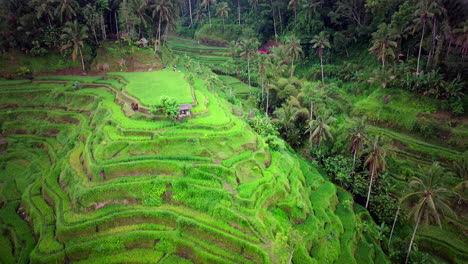 Exuberante-Y-Vibrante-Hierba-Verde-En-La-Ladera-De-Una-Colina-En-El-Borde-Del-Bosque-De-Ubud-Bali