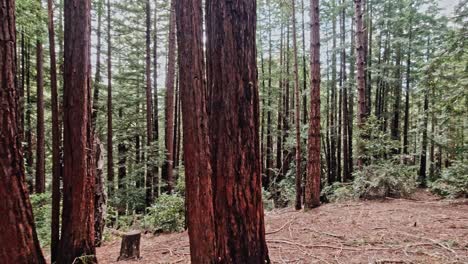 Muir-Woods-with-Panning-Shot-of-Giant-Trees-Along-Lost-Trail,-California,-USA