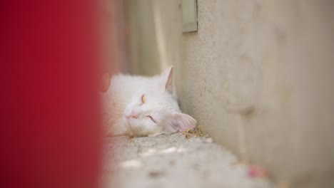 White-Cat-Laying-In-The-Shadow