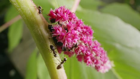 Eine-Gruppe-Ameisen-Und-Eine-Spinne-Kämpfen-Im-Garten-Auf-Einer-Blume-Um-Ihr-Territorium