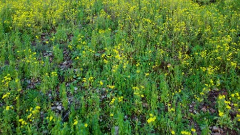 Üppige,-Leuchtende-Blumen-Blühen-Auf-Den-Stufen-Des-Amyntas-Grabes-In-Fethiye,-Muğla,-Türkei:-Erbaut-Im-Jahr-350-V.-Chr.