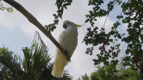 Motionless-white-cockatoo-or-umbrella-cockatoo-perched-on-tree-branch