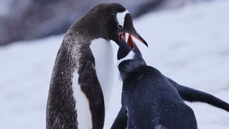 Slow-Motion-Mother-Feeding-Baby-Penguin-in-Antarctica,-Regurgitating-Food-for-Hungry-Young-Penguins-Chick,-Baby-Animals-and-Wildlife-Close-Ups-on-the-Antarctic-Peninsula-in-the-Snow-at-a-Colony