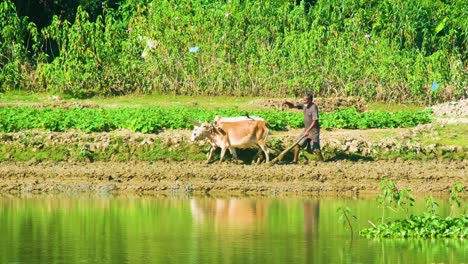 Agricultor-Asiático-Que-Utiliza-El-Método-Tradicional-De-Cultivo-Con-Arado-Y-Vaca-En-Bangladesh,-Asia.