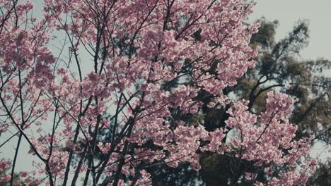Nahaufnahme-Eines-Kirschblütenbaums-Im-Frühling-In-Tokio,-Japan