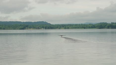 Bird-taking-off-from-water-flapping-wings-and-skimming-on-surface-super-slow-motion-gimbal-shot-with-motion-4k-30p