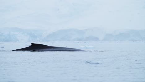 Humpback-Whale-Dorsal-Fin-in-Antarctica,-Marine-Wildlife-showing-Whales-Back-Surfacing-while-Swimming-in-Southern-Ocean-Sea-Water-with-Beautiful-Winter-Glacier-Landscape-Scenery-on-Antarctic-Peninsula