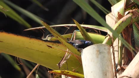 Kolibris-Trinken-Wasser.-Flügel-