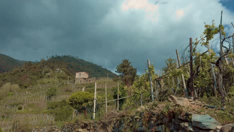 Viñedos-De-Cinque-Terre-Corniglia-Y-Encanto-Rústico-Bajo-Un-Cielo-Nublado