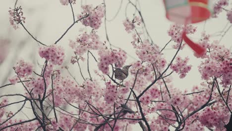 Pájaro-Bulbul-De-Orejas-Marrones-Posado-En-Un-árbol-De-Sakura,-Picoteando-Flores-En-Primavera-En-Tokio,-Japón