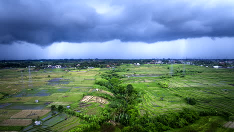 Rice-paddy-fields-with-flocks-of-birds-on-rainy-overcast-day,-aerial-hyperlapse