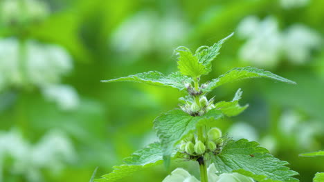 Un-Primer-Plano-De-Una-Planta-Verde-Con-Hojas-Dentadas-Y-Pequeñas-Flores-En-Ciernes,-Sobre-Un-Fondo-Verde-Borroso