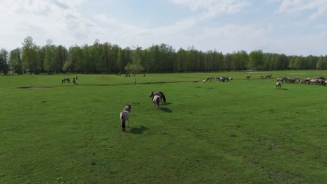 Wildpferde-Und-Auroxen-Kühe-Laufen-Auf-Dem-Feld-Des-Pape-Nationalparks,-Lettland