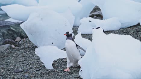 Penguins-Running,-Funny-Cute-Animals-with-Gentoo-Penguin-Chasing-Each-Other-in-a-Colony-in-Antarctica,-Antarctic-Peninsula-Wildlife-in-Icebergs-on-an-Antarctic-Beach
