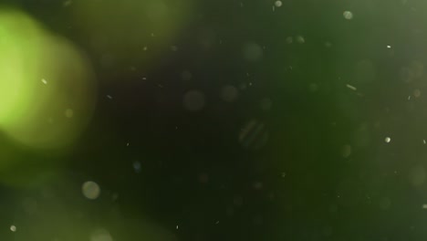 Abstrakte-Staubpartikel-Schweben-Auf-Natürlichem-Grünem-Hintergrund,-Zeitlupe-120fps-4k