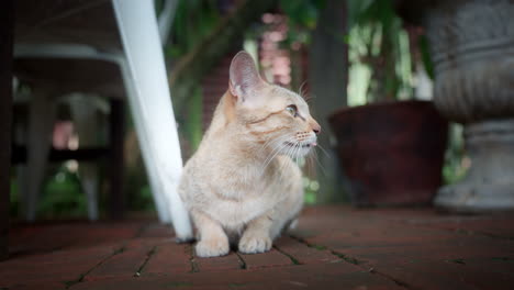 Primer-Plano-De-Un-Gato-Callejero-Sentado-En-El-Pavimento-De-Ladrillo