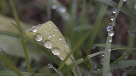 Nahaufnahme-Von-Regentropfen-Auf-Dem-Gras-Nach-Einem-Regenschauer