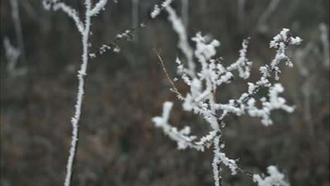 Hierba-Congelada-Y-Cubierta-De-Escarcha-En-Una-Fría-Mañana-De-Invierno-En-Cámara-Lenta-Cinematográfica