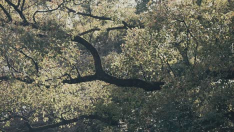 Wind-Weht-Auf-Ästen-Im-Park-In-Tokio,-Japan