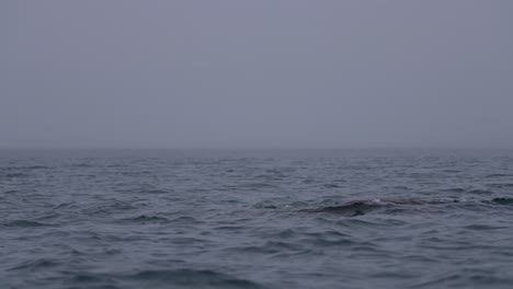 Walross-Männliches-Tier-Schwimmt-Und-Taucht-Im-Kalten-Ozeanwasser,-Zeitlupe