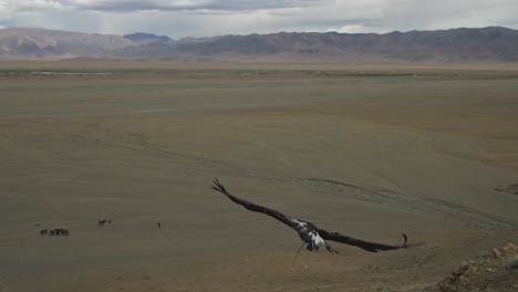 Cazador-De-águila-Dorada-Tradicional-Kazajo-Liberando-águila-Para-Cazar-En-Las-Montañas-De-Altai