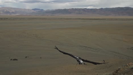 Traditional-Kazakh-golden-eagle-hunter-releasing-eagle-for-hunt-in-Altai-Mountains