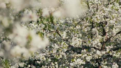 Cerasus-blossom-gallore-massive-white-blossom-in-multiple-trees-during-spring