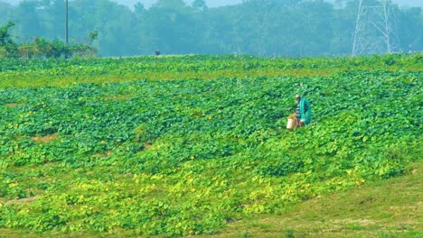 Granjero-Cuidando-Un-Exuberante-Campo-De-Hortalizas-En-Bangladesh