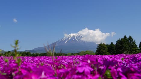 Beautiful-low-angle-view-of-purple-flowers-and-stunning-Mount-Fuji-in-background