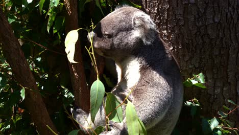 Nahaufnahme-Eines-Süßen,-Wählerischen-Koalas,-Phascolarctos-Cinereus,-Der-Am-Baum-Hängt-Und-Unter-Hellem-Sonnenlicht-Mit-Geschlossenen-Augen-Eukalyptusblätter-Frisst,-Eine-Australische-Einheimische-Tierart