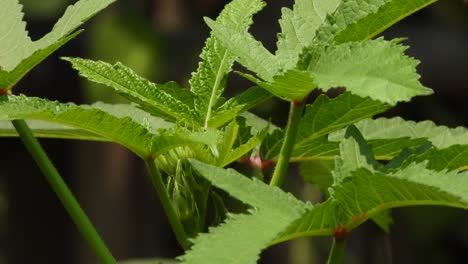 Hoja-Vegetal-De-Bizcochos.-.