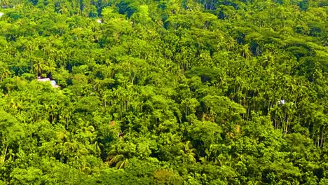 Aerial-Panoramic-View-Over-Tropical-Rainforest-In-Summer---Drone-Shot