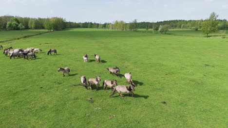 Caballos-Salvajes-Y-Vacas-Auroxen-Corriendo-En-El-Campo-Del-Parque-Nacional-De-Pape,-Letonia