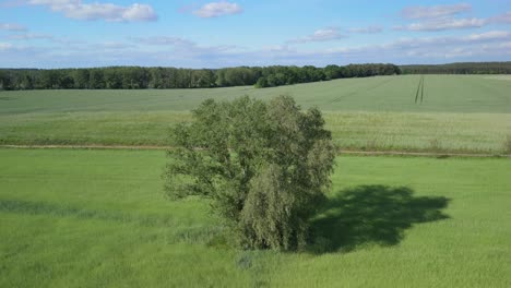 Aerial-drone-footage-of-a-lonely-tree-in-a-lush-green-field