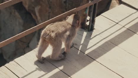 Bebé-Macaco-Japonés-Caminando-Sobre-Un-Puente-De-Madera-En-Japón