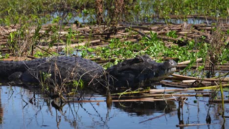 Wilde-Cayman-Inseln,-Die-Sich-In-Der-Sonne-Aalen-Und-Im-Flachen-Wasser-Schwimmen,-Brasilien